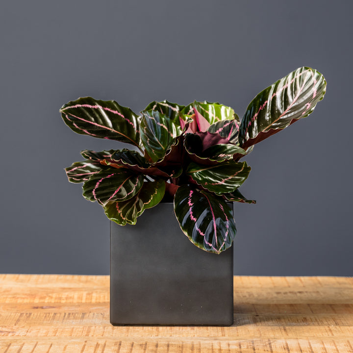 Calathea Dottie (Goeppertia roseopicta 'Dottie') 6 inch