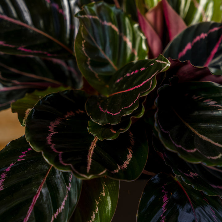 Calathea Dottie (Goeppertia roseopicta 'Dottie') 6 inch