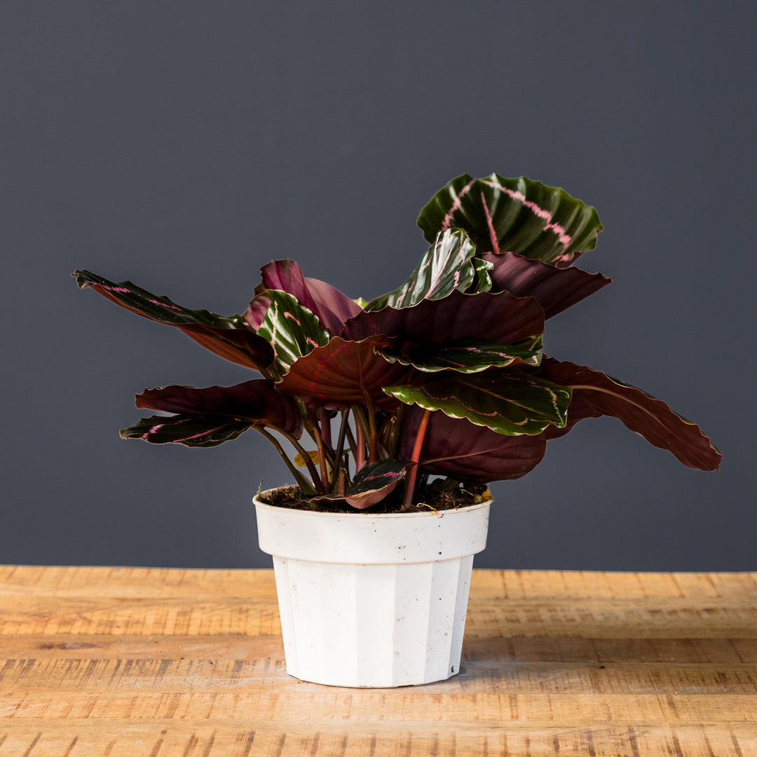 Calathea Dottie (Goeppertia roseopicta 'Dottie') 6 inch