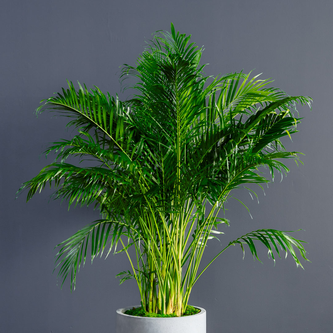 Cat Palm (Chamaedora cataracterum) 14 inch