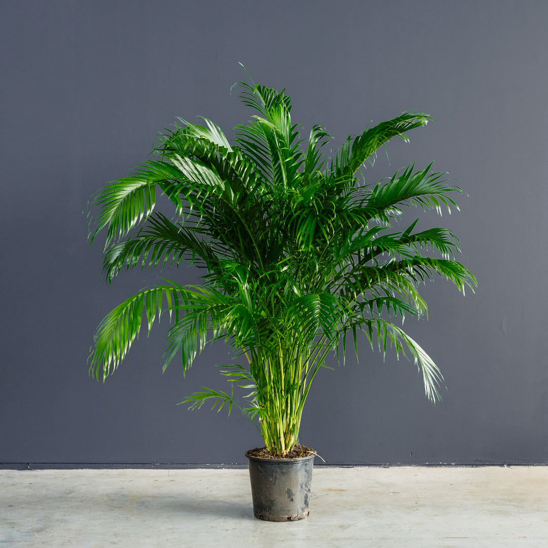 Cat Palm (Chamaedora cataracterum) 14 inch