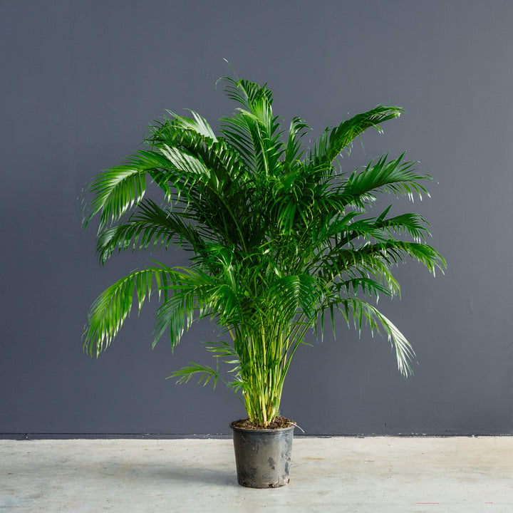 Cat Palm (Chamaedora cataracterum) 14 inch