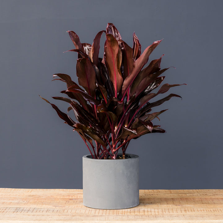 Cordyline (Cordyline fruticosa ‘Auntie Lou’) 10 inch