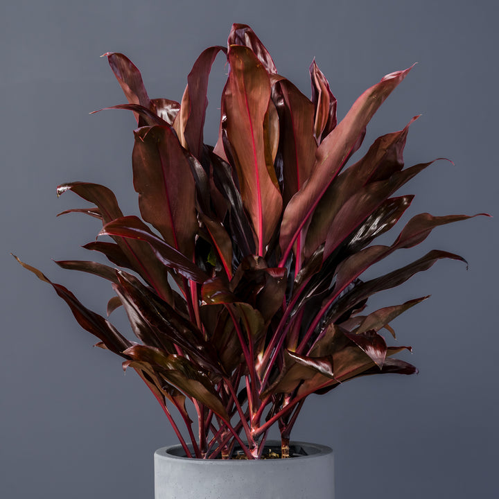 Cordyline (Cordyline fruticosa ‘Auntie Lou’) 10 inch