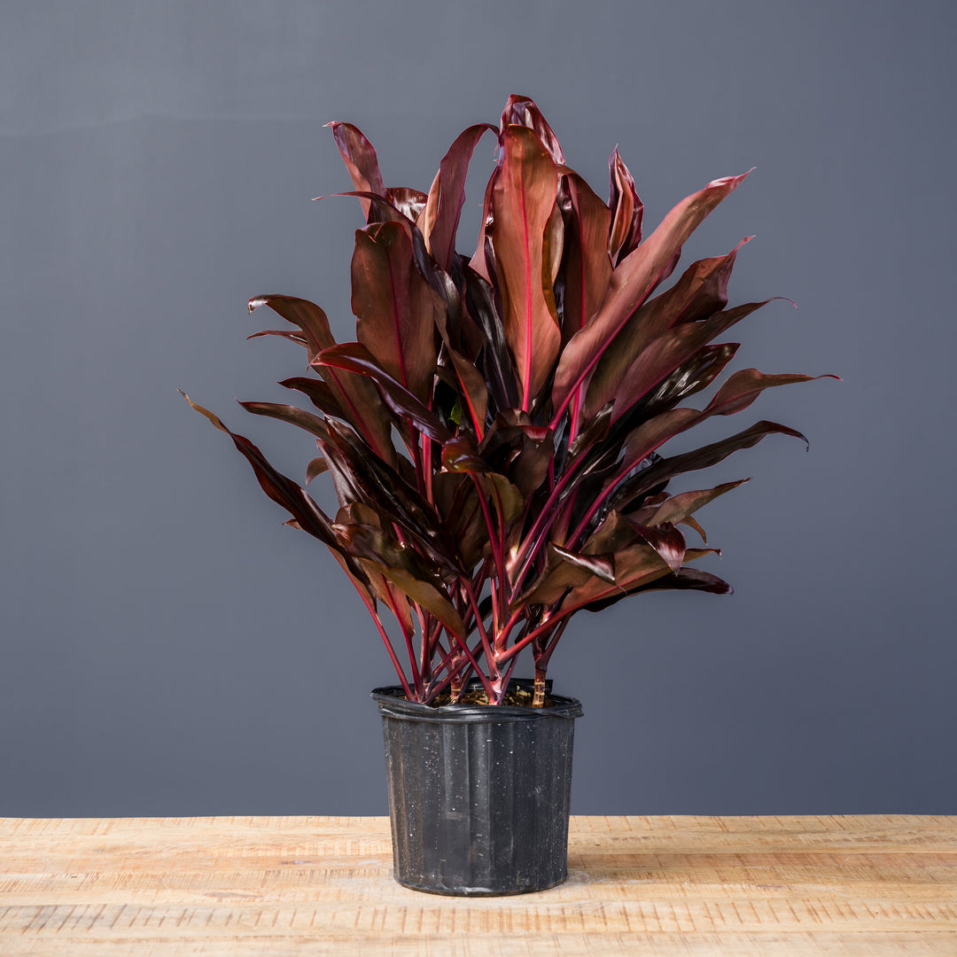 Cordyline (Cordyline fruticosa ‘Auntie Lou’) 10 inch