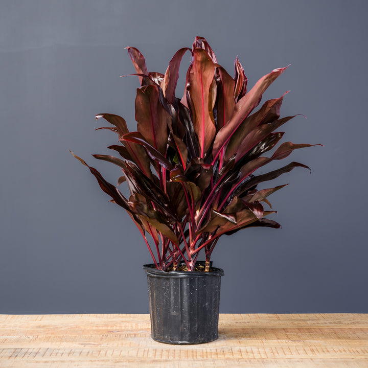 Cordyline (Cordyline fruticosa ‘Auntie Lou’) 10 inch