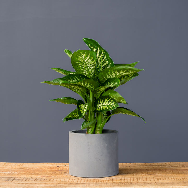 Dumb Cane (Dieffenbachia 'Tropic Snow') 10 inch