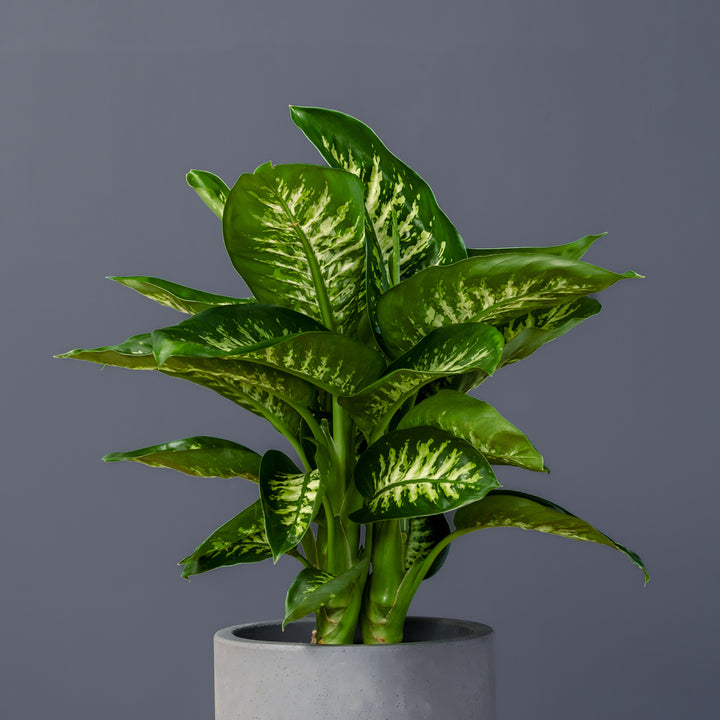 Dumb Cane (Dieffenbachia 'Tropic Snow') 10 inch