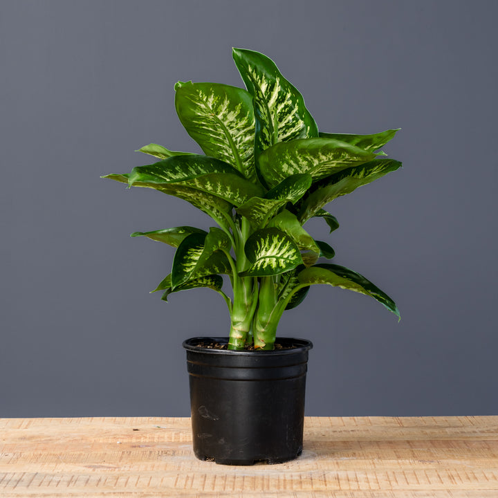 Dumb Cane (Dieffenbachia 'Tropic Snow') 10 inch