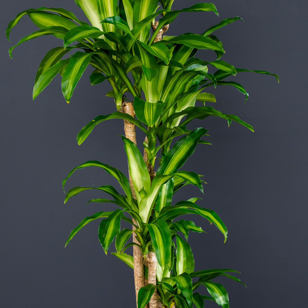 Dragon Tree (Dracaena Fragrans 'Massangeana') 3 gal