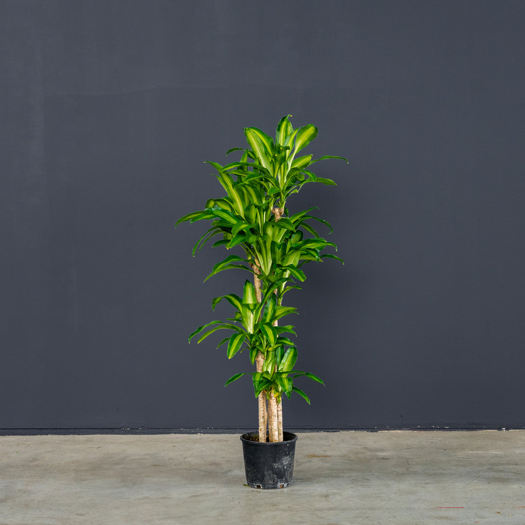 Dragon Tree (Dracaena Fragrans 'Massangeana') 3 gal