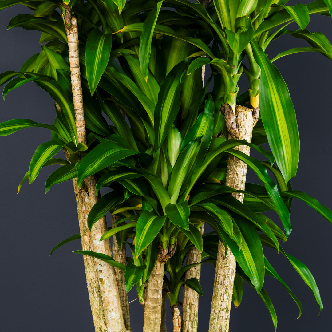 Dragon Tree (Dracaena Fragrans 'Massangeana') 7 gal