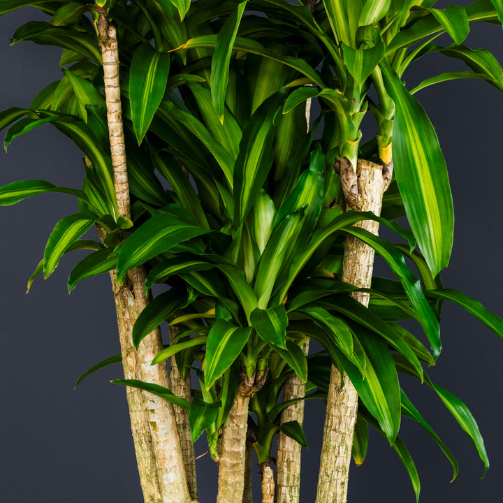 Dragon Tree (Dracaena Fragrans 'Massangeana') 7 gal