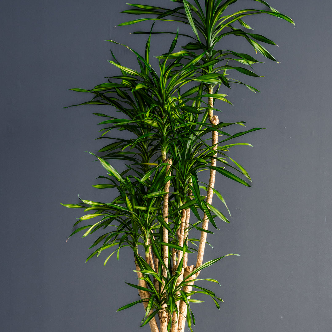 Dragon Plant (Dracaena 'Randy') 7 gal