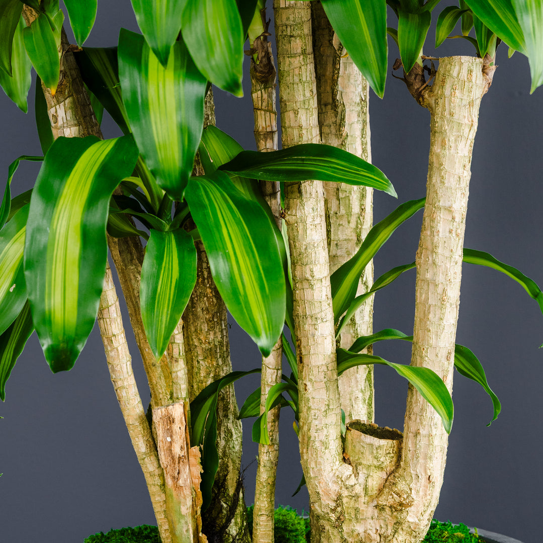 Dragon Plant Stump (Dracaena fragrans 'Massangeana') 7 gal