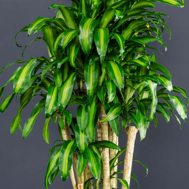 Dragon Plant Stump (Dracaena fragrans 'Massangeana') 7 gal