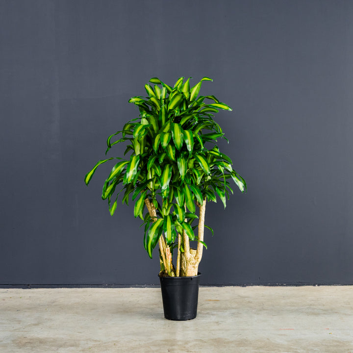 Dragon Plant Stump (Dracaena fragrans 'Massangeana') 7 gal