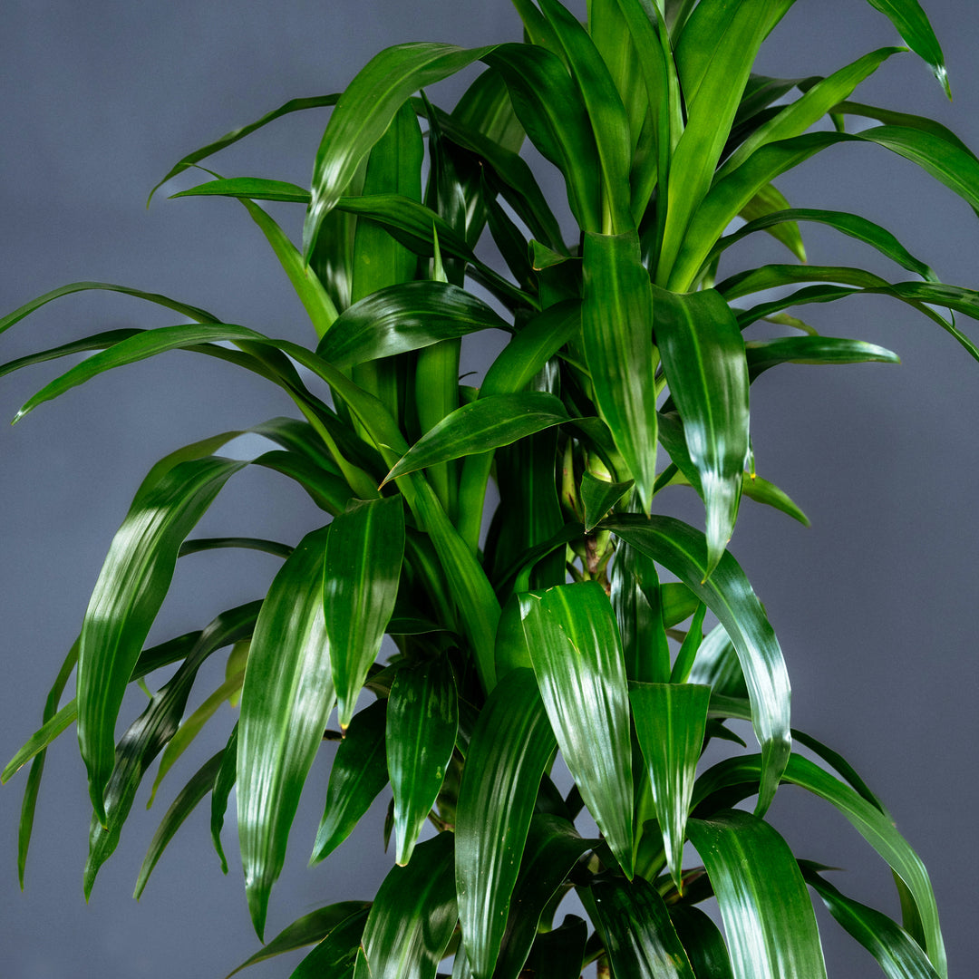 Dragon Tree (Dracaena Fragrans Lisa)