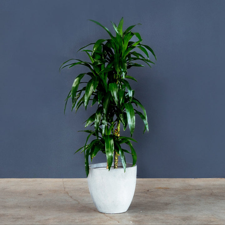 Dragon Tree (Dracaena Fragrans 'Lisa') 3 gal