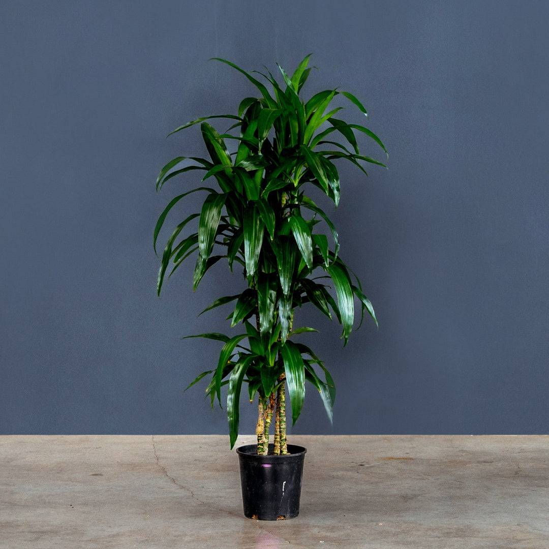 Dragon Tree (Dracaena Fragrans 'Lisa') 3 gal