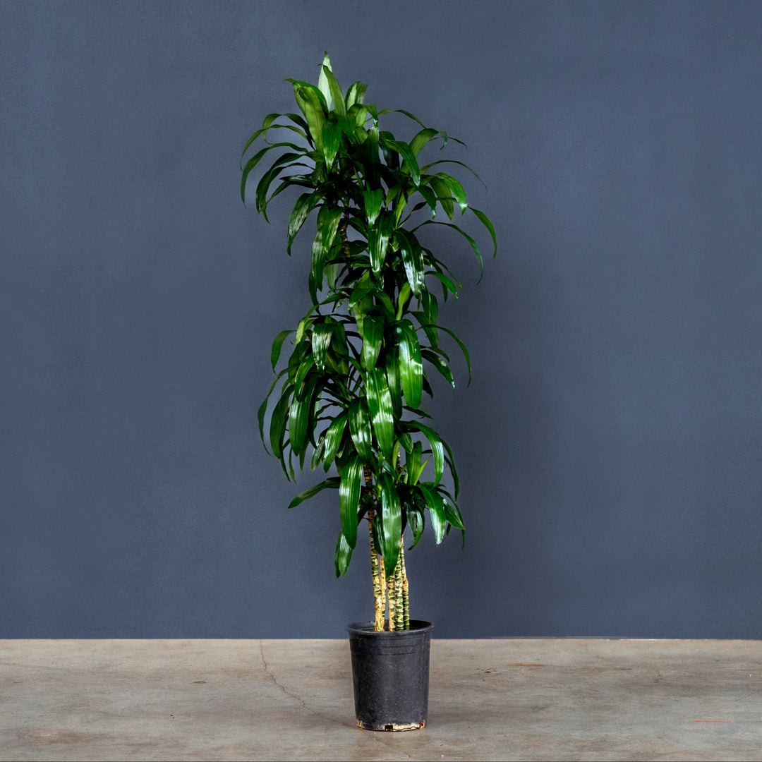 Dragon Tree (Dracaena Fragrans Lisa) 5 gal