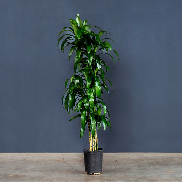 Dragon Tree (Dracaena Fragrans Lisa) 5 gal