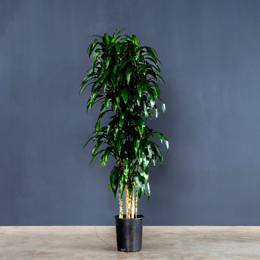 Dragon Tree (Dracaena Fragrans 'Lisa') 7 gal