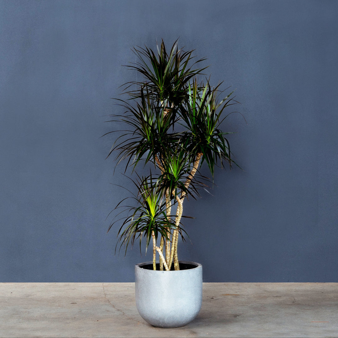 Dragon Plant (Dracaena 'Magenta') 3 gal