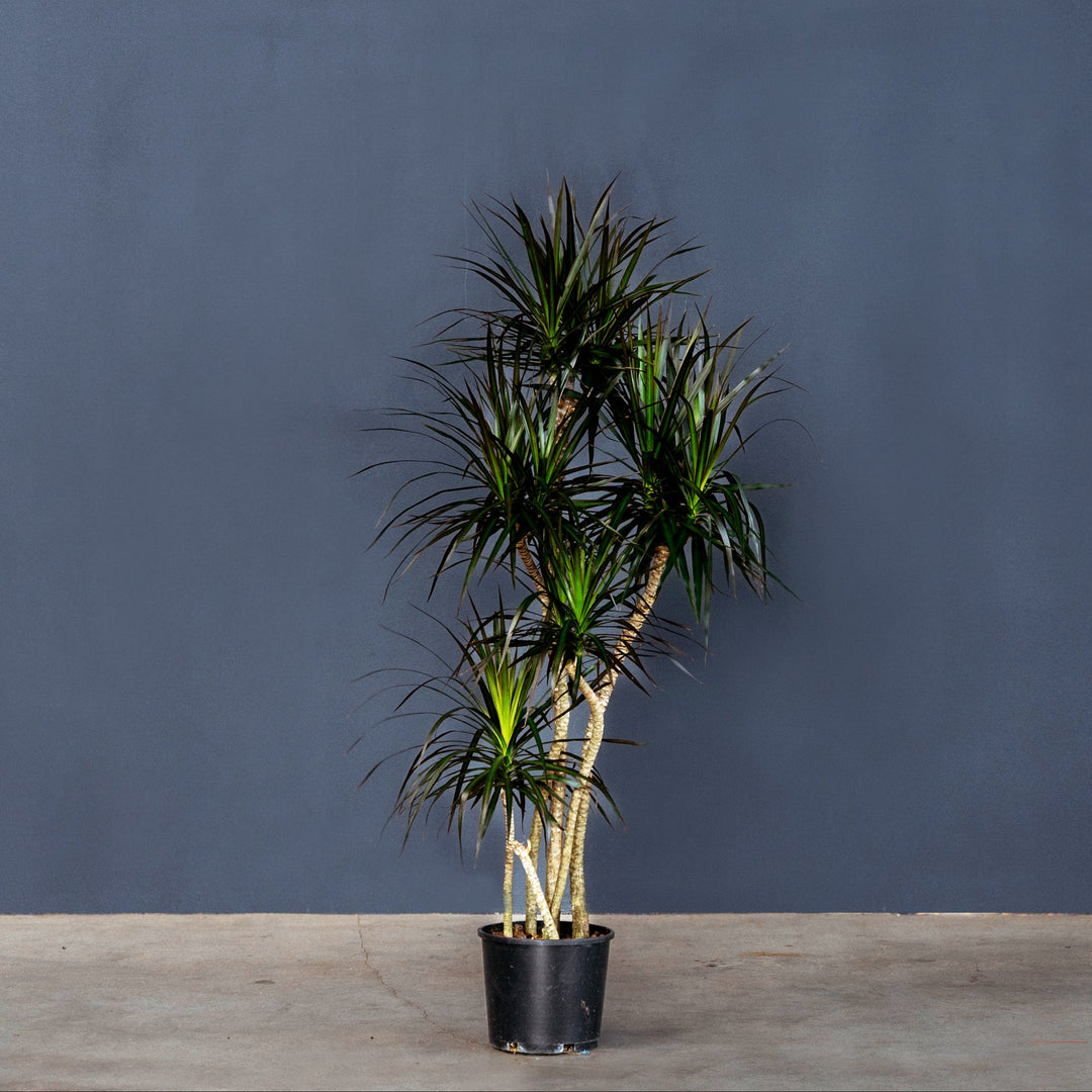 Dragon Plant (Dracaena 'Magenta') 3 gal