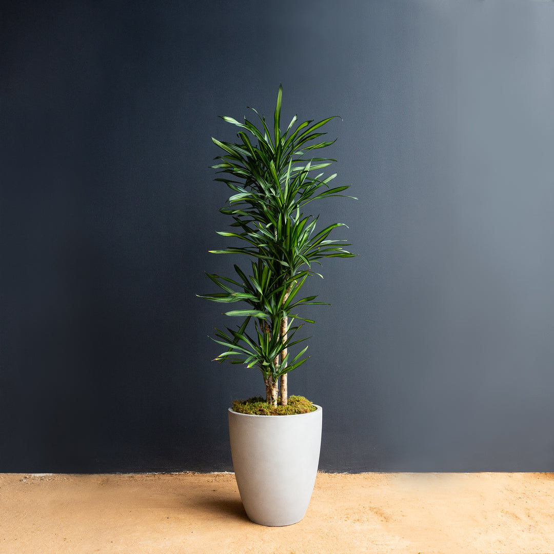 Dragon Plant (Dracaena 'Randy') 3 gal