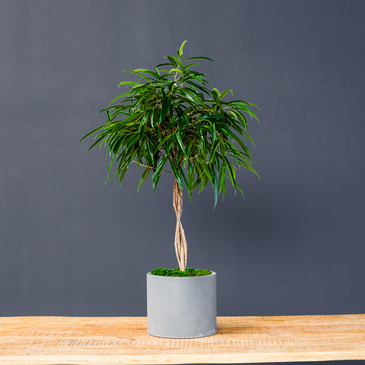 Ficus Alii Standard Braided (Ficus maclellandii) 10 inch