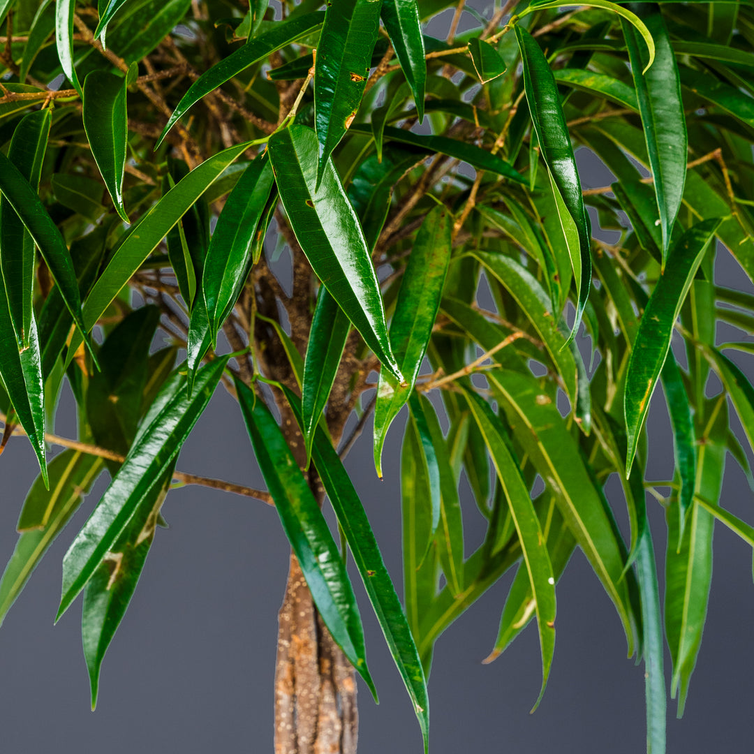 Ficus Alii Standard Braided (Ficus maclellandii) 10 inch