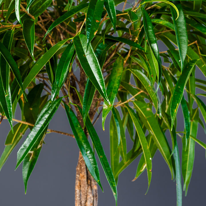 Ficus Alii Standard Braided (Ficus maclellandii) 10 inch