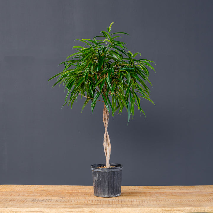 Ficus Alii Standard Braided (Ficus maclellandii) 10 inch