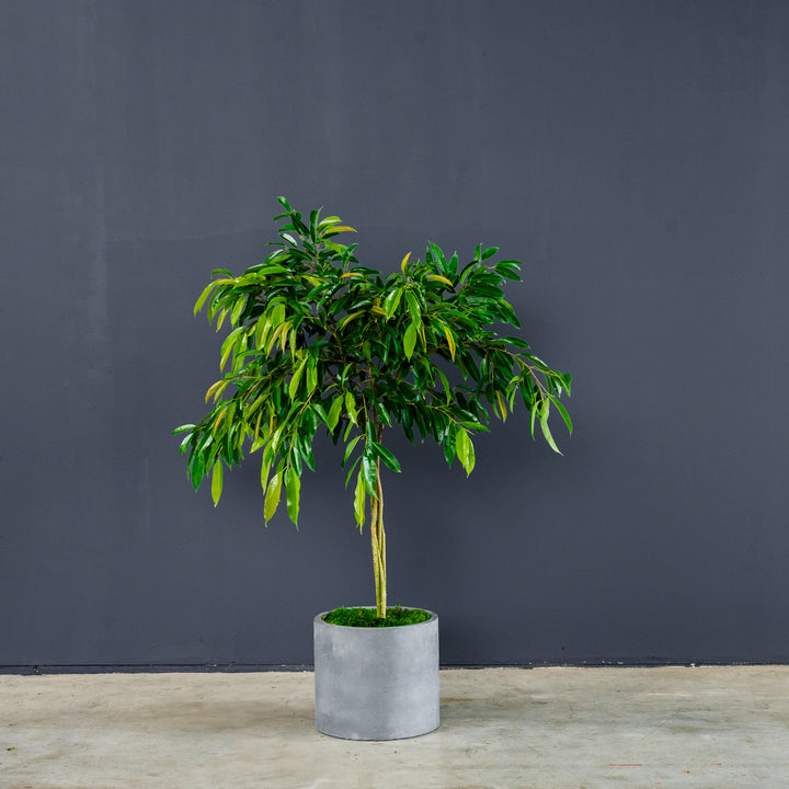 Ficus Amstel King Braided (Ficus maclellandii 'Amstel King') 14 inch