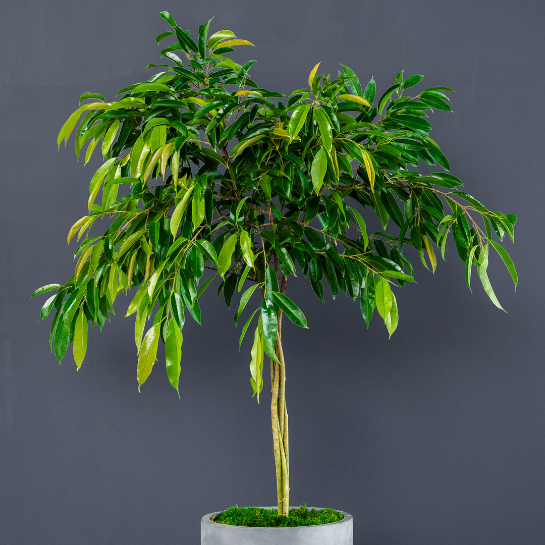 Ficus Amstel King Braided (Ficus maclellandii 'Amstel King') 14 inch