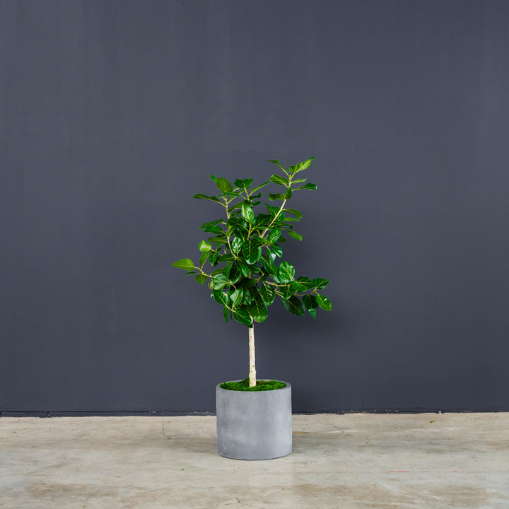 Ficus Audrey Tree Standard (Ficus benghalensis) 10 inch