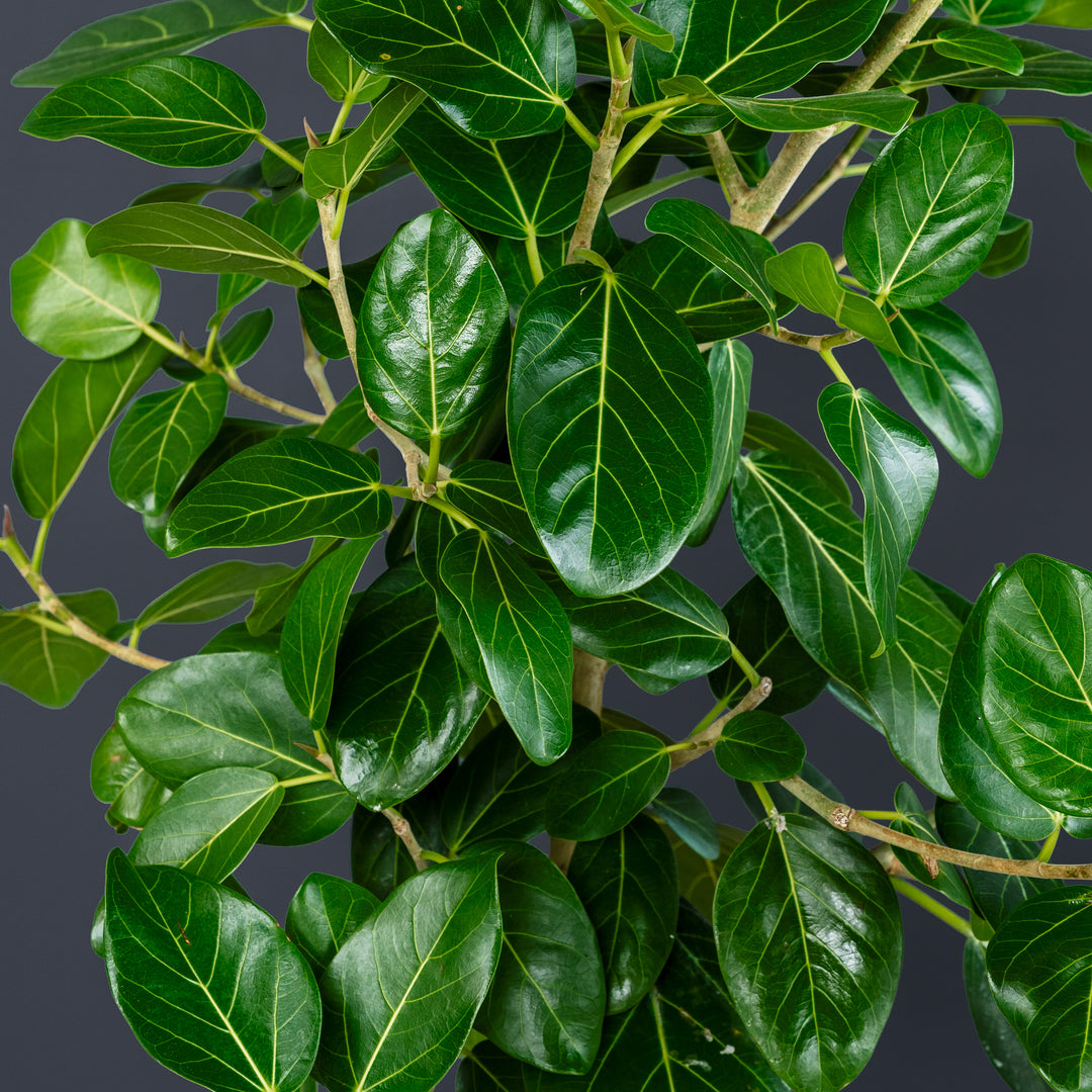 Ficus Audrey Tree Standard (Ficus benghalensis) 10 inch