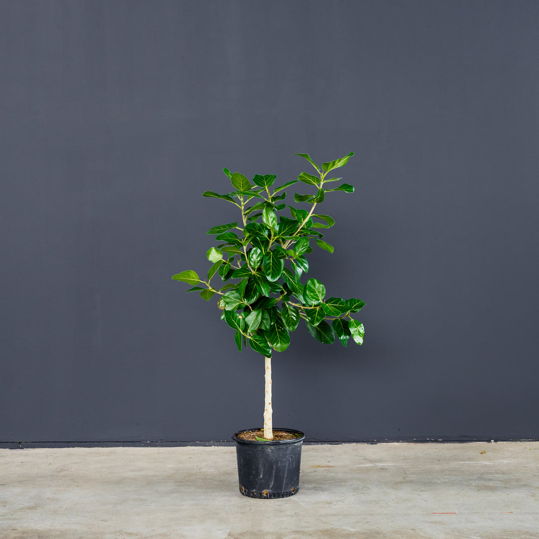 Ficus Audrey Tree Standard (Ficus benghalensis) 10 inch