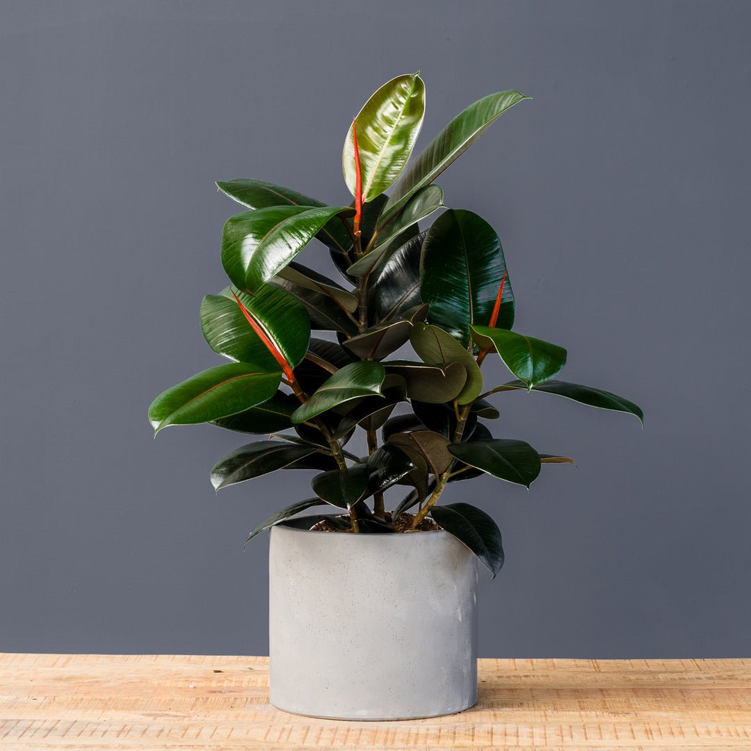 Rubber Plant (Ficus Elastica Burgundy) 8 inch