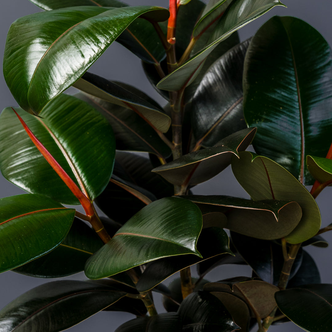 Rubber Plant (Ficus Elastica Burgundy) 8 inch