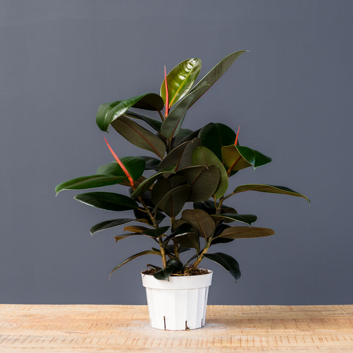 Rubber Plant (Ficus Elastica Burgundy) 8 inch