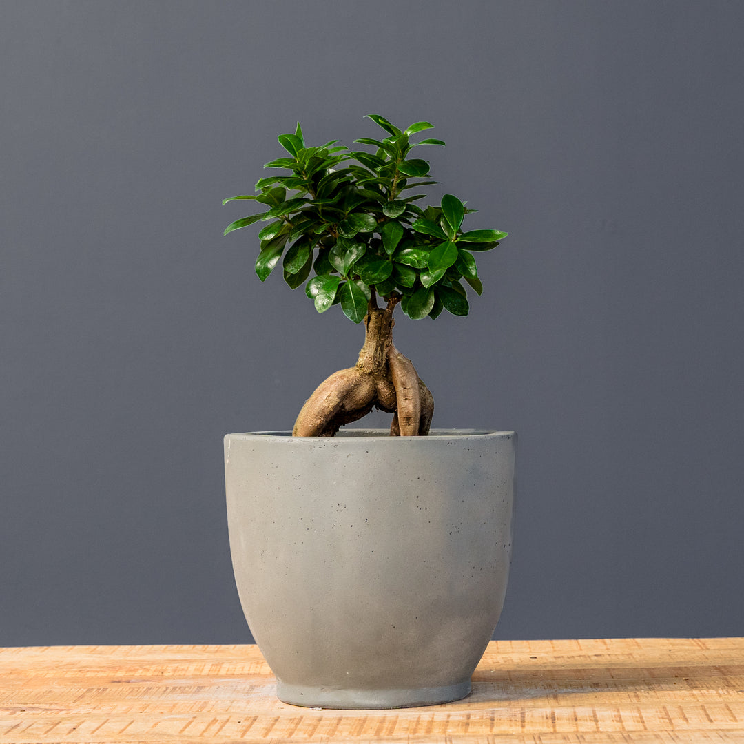 Ficus Ginseng (Ficus microcarpa) 6 inch