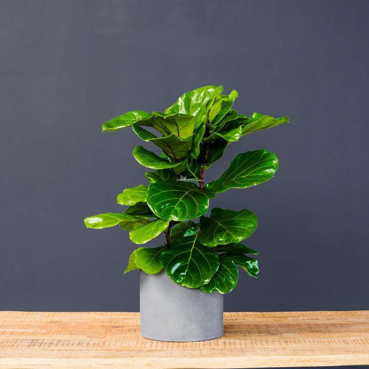 Fiddle Leaf Fig (Ficus Lyrata) — Column 10 inch