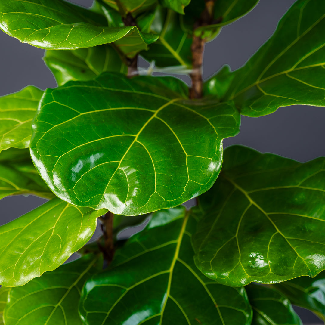 Fiddle Leaf Fig (Ficus Lyrata) — Column 10 inch