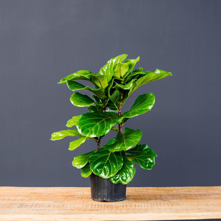 Fiddle Leaf Fig (Ficus Lyrata) — Column 10 inch