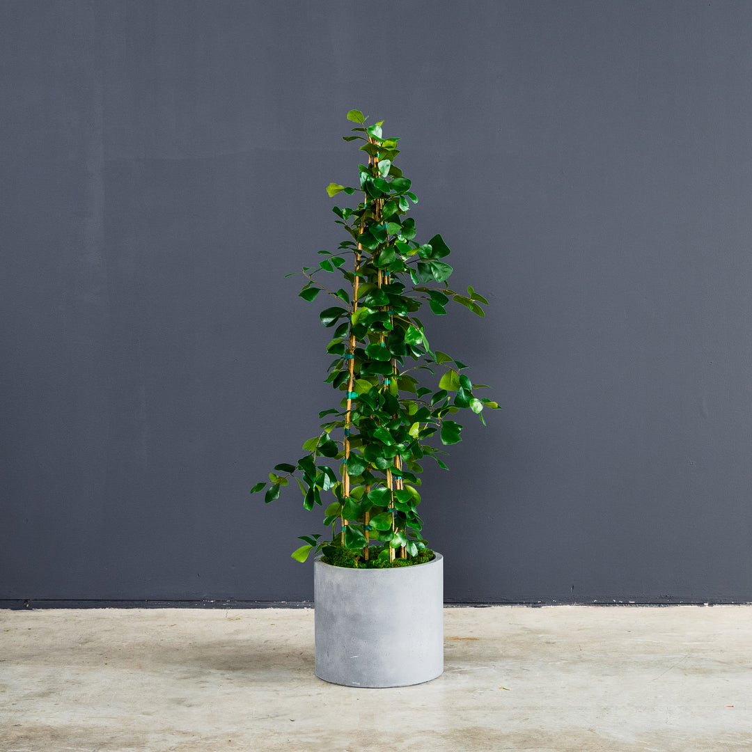 Triangle Ficus (Ficus Triangularus) 14 inch