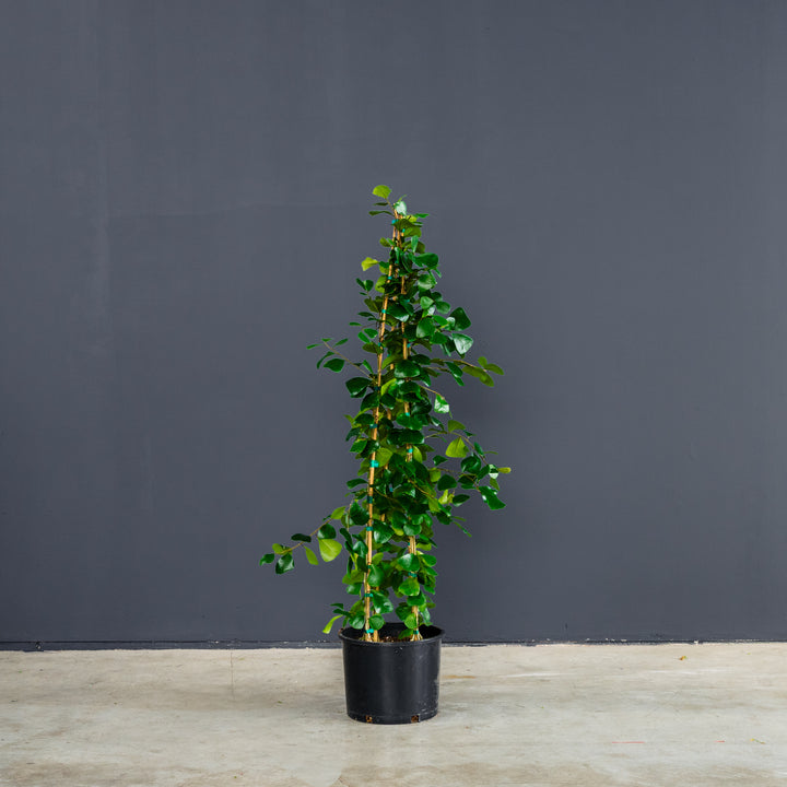 Triangle Ficus (Ficus Triangularus) 14 inch