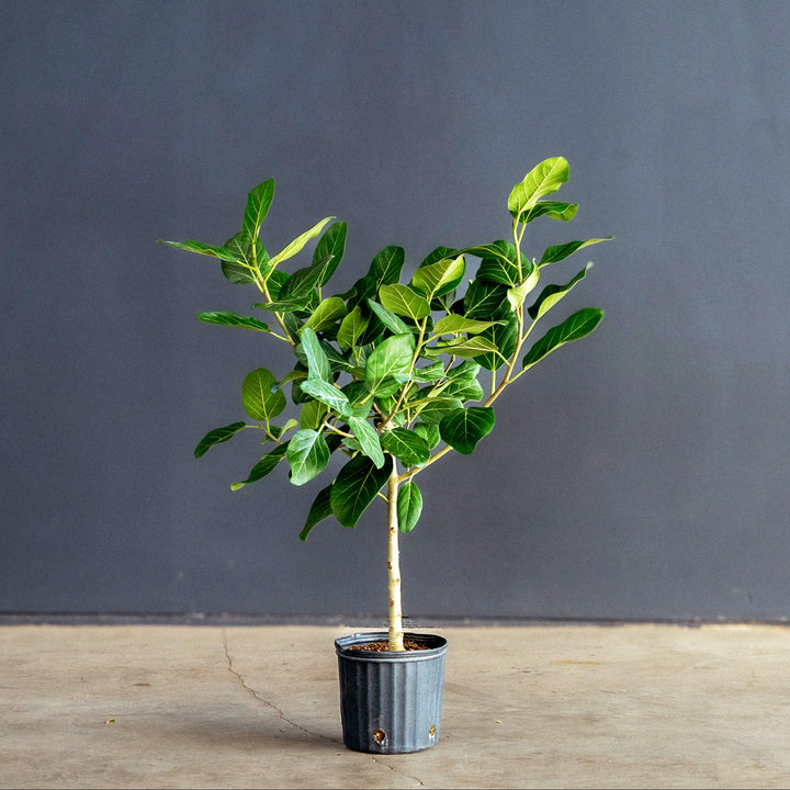 Ficus Audrey Tree Standard (Ficus benghalensis) 10 inch