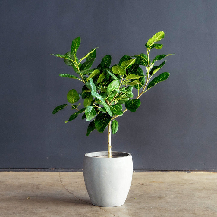 Ficus Audrey Tree Standard (Ficus benghalensis) 10 inch